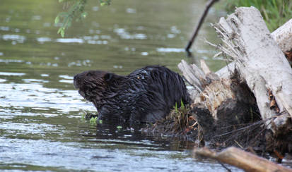 Alaska Beaver