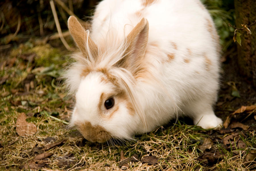 Grazing bunneh