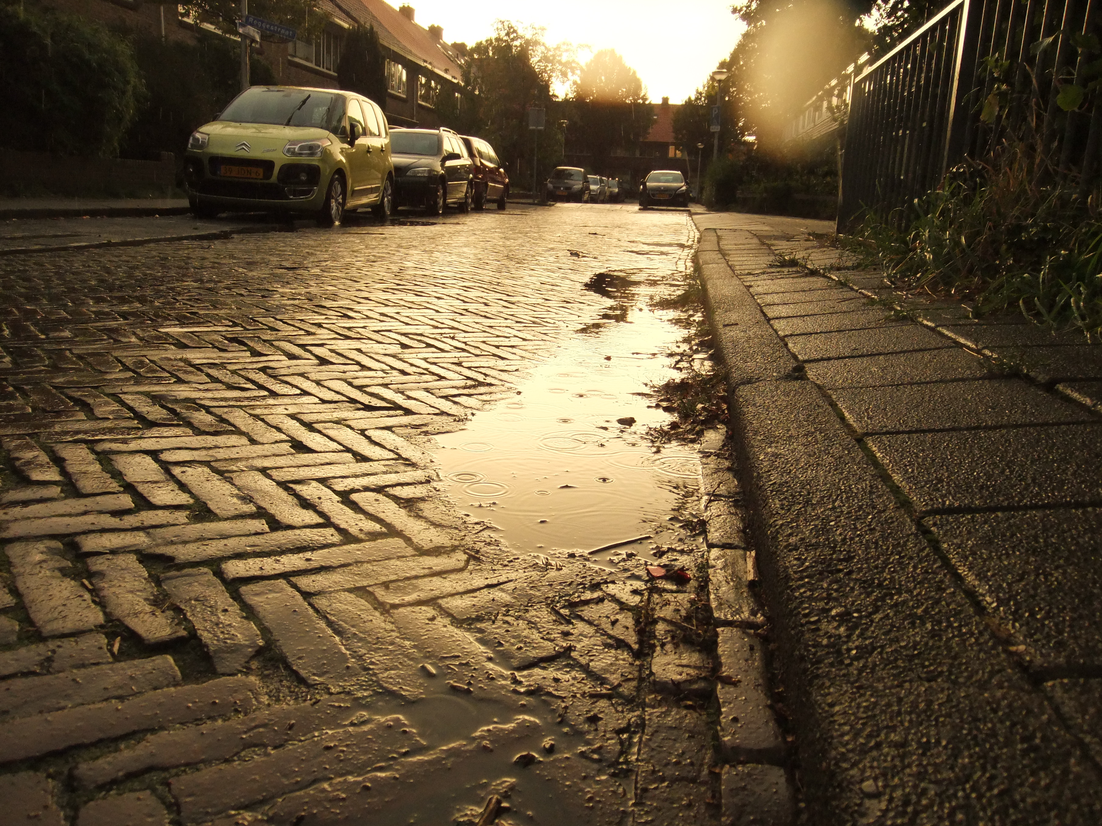 Raindrops in the evening sun