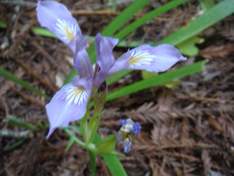 Purple Flower