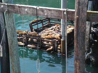 Sea Lions