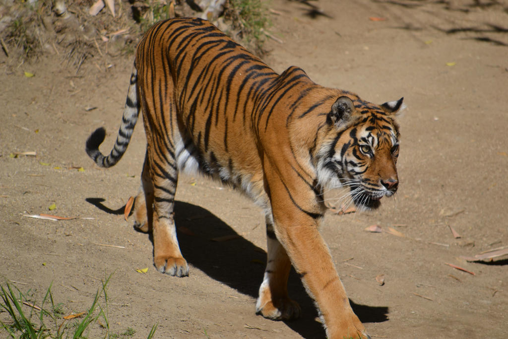 Tiger on the Move