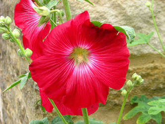 Red Flower