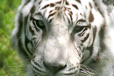 White Tiger