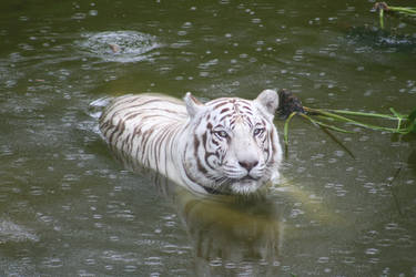 White Tiger in dark water