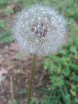 Make a wish! 