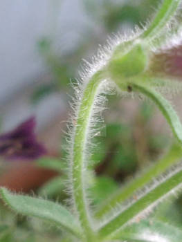 Flower stem