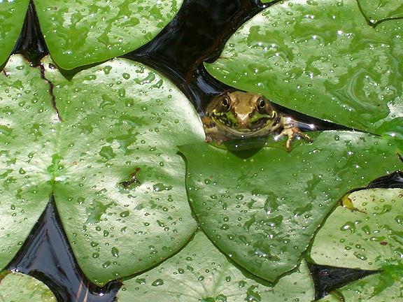 Frog in pond