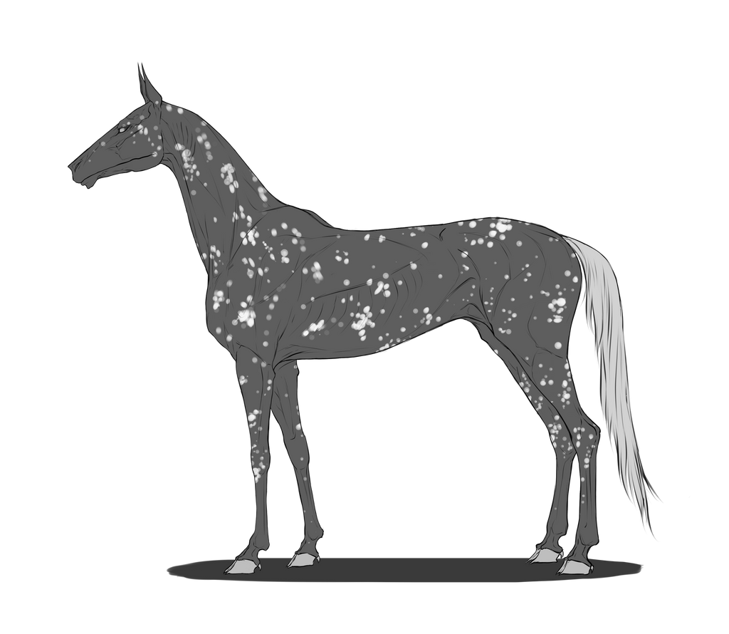 Snowflake Appaloosa By Ofdarkestfantasies On Deviantart Snowflake Appaloosa By Ofdarkestfantasies On Deviantart