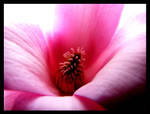 Pink Tree Blossoms III by thegratefulred