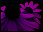 Purple Daisys by thegratefulred