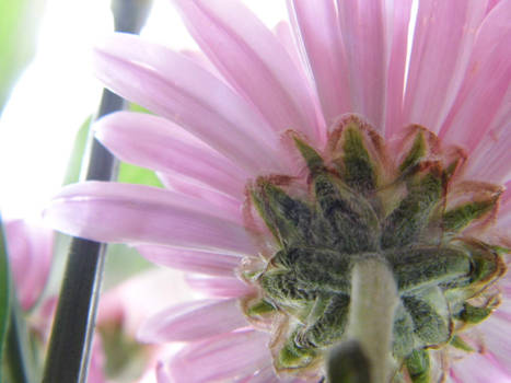 Webbed Flower