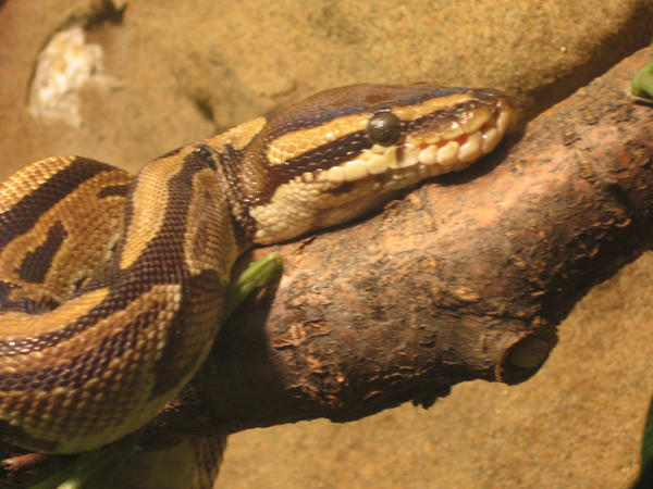 Royal python by Furisan19 on DeviantArt