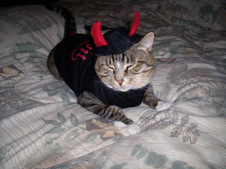 Bello in his halloween costume