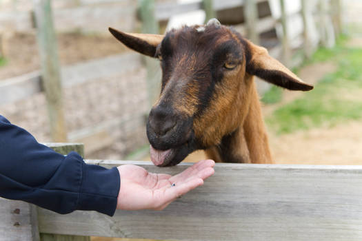 Feeding the goats