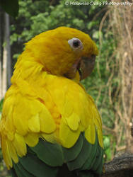 Yellow Bird