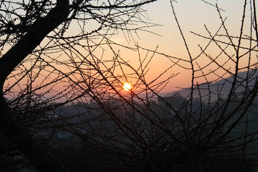 Light through the branches