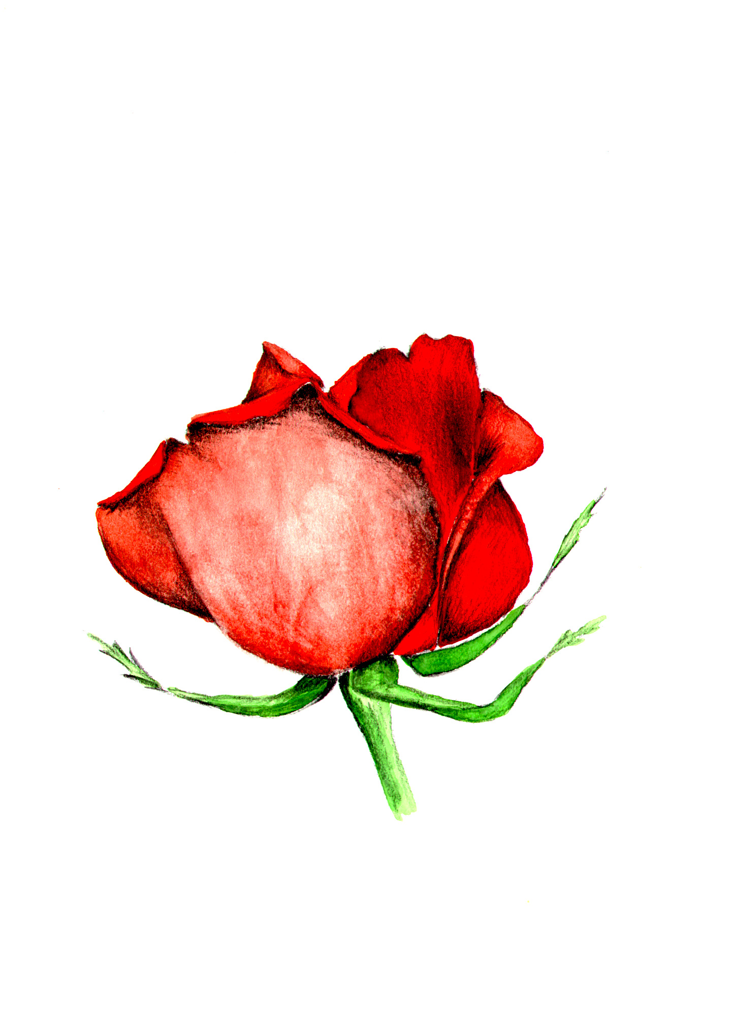 На белом листе бумаги нарисован красный цветок. Бутон розы. Красный рисунок.