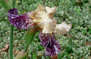 Rainy Day Iris