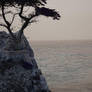 The Lone Cypress