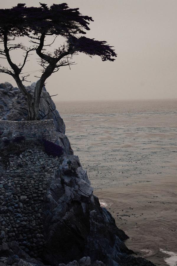 The Lone Cypress