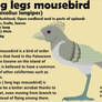 Long legs mousebird