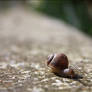 Run run baby snail