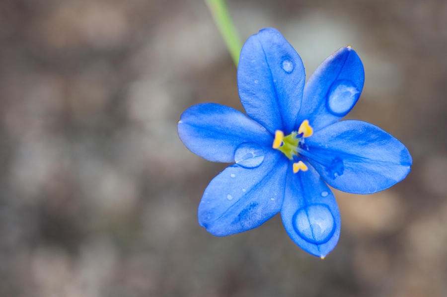 Bluely and lovely flower. by sofoca on DeviantArt