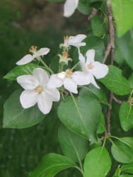 Apple Tree Flowers 2