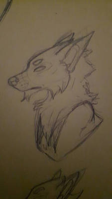 Sketch -Wolf-