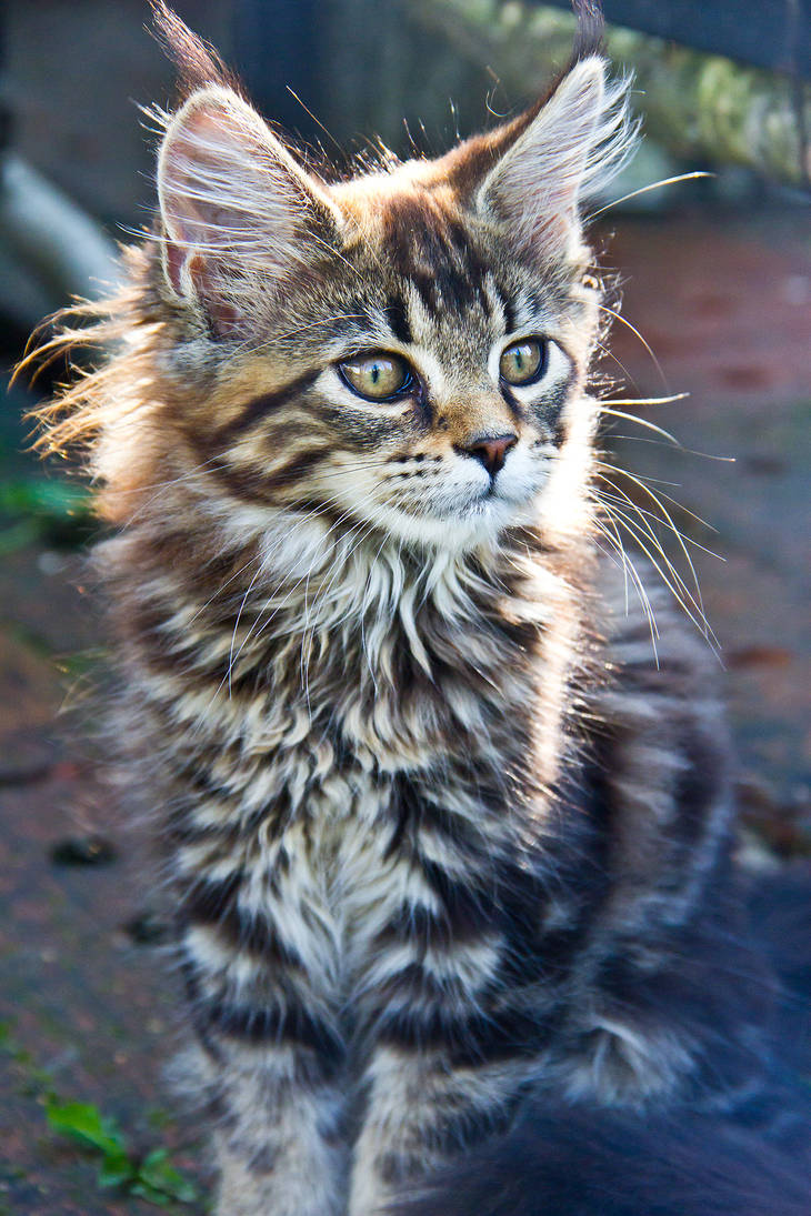 Maine Coon Kitten