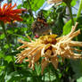 Butterfly and flower 2