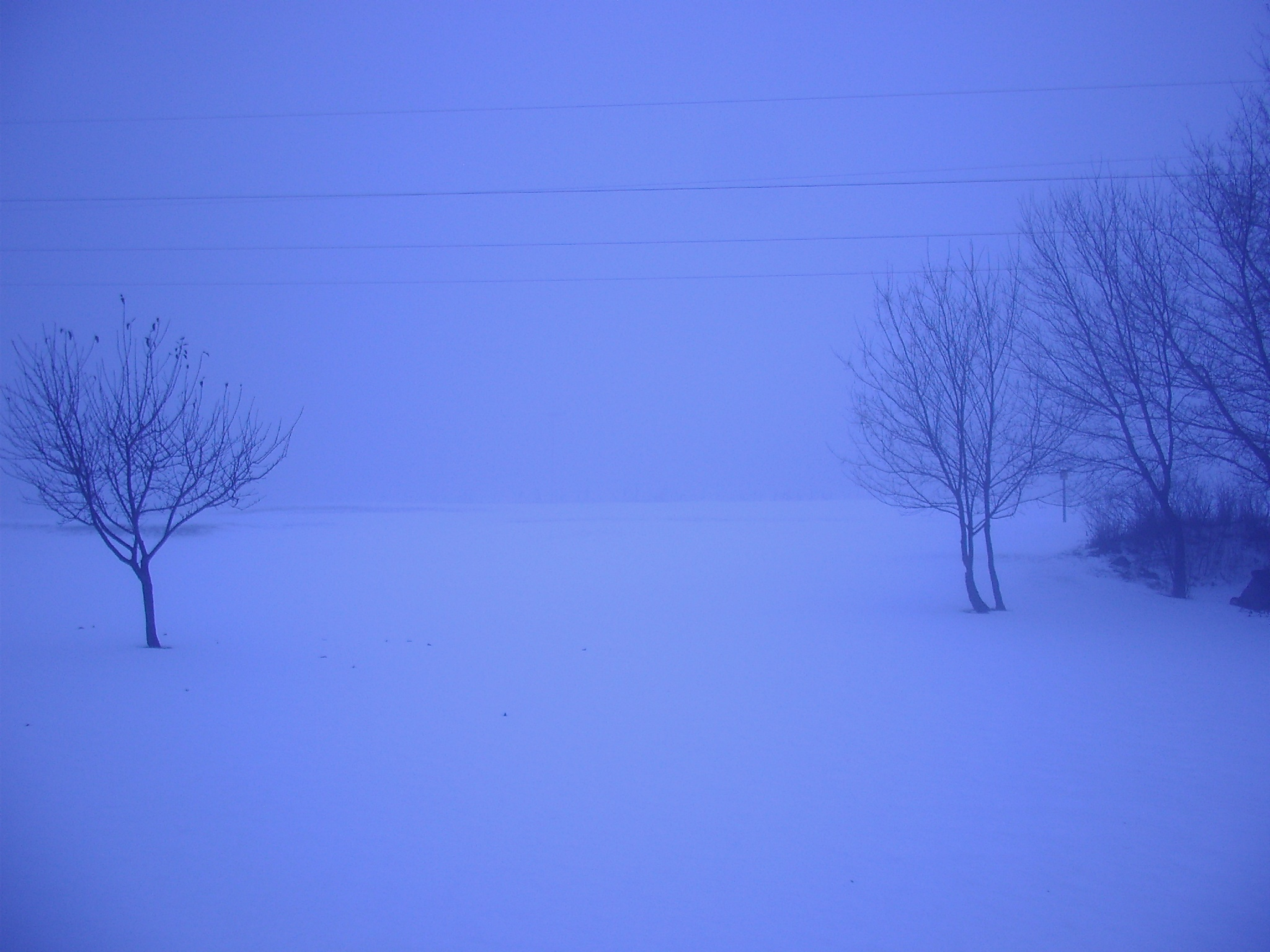 Hazy Snow Fox Field