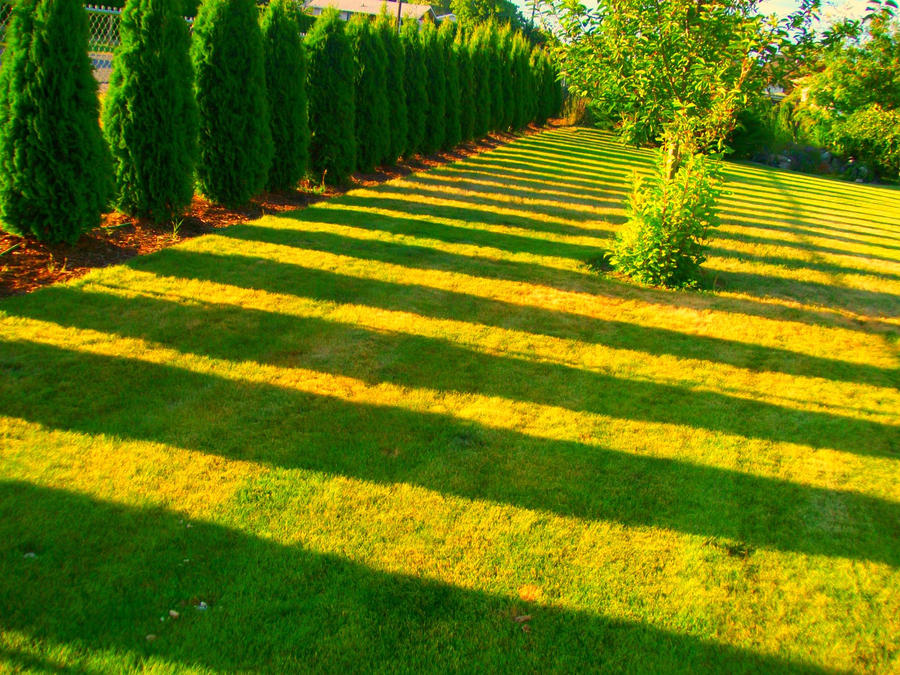 Shadow Form Tree Shadow Trees by Jessiku on DeviantArt