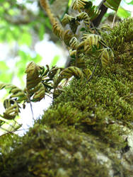 Resurrection Fern