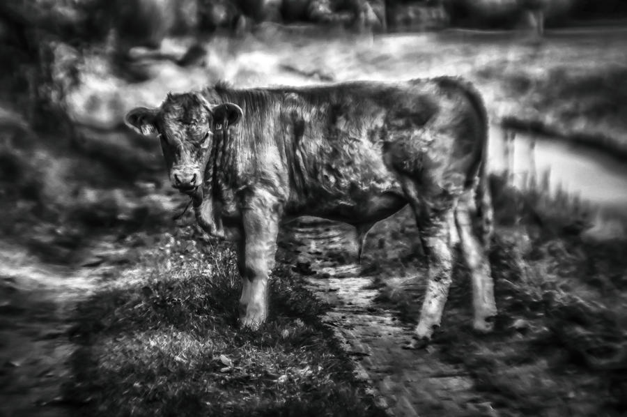 Cow HDR