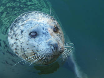 Harbor Seal