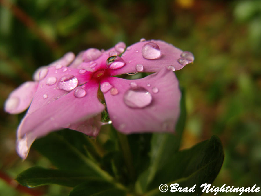 Water Drops On a Flower