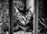 Behind Bars by Torkhelle