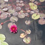 pond flower