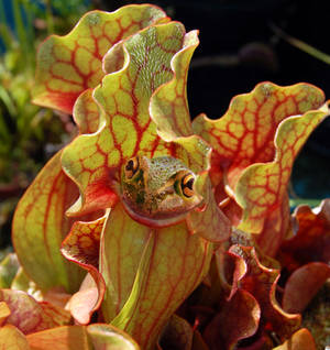 Heliamphora Rana