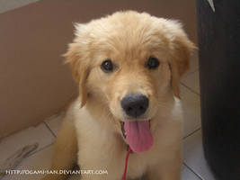 Piano - Golden Retriever Puppy