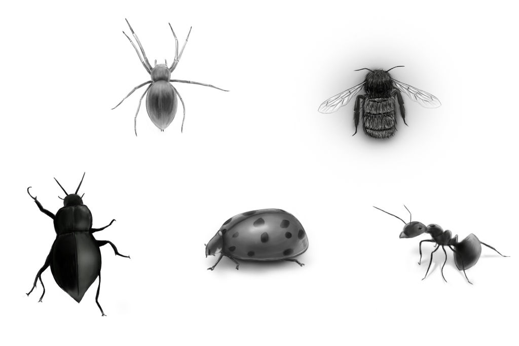 All Insects List Deviantart Insects by kevinbvt on DeviantArt