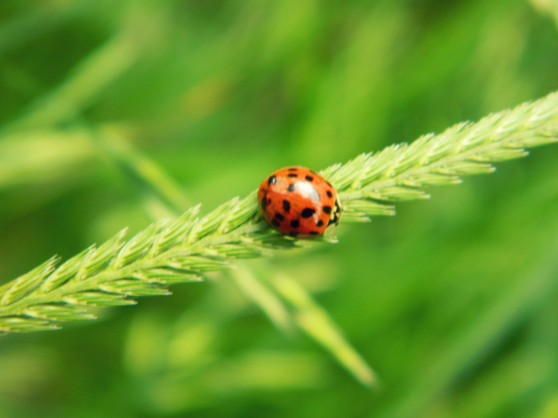 red on green