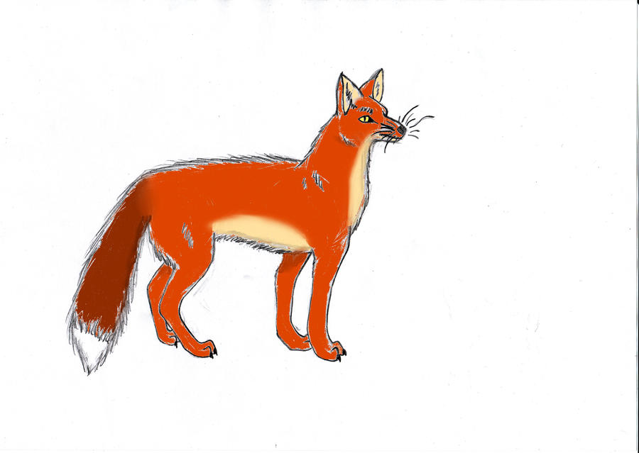 Red Fox Realistic by Bellemus on DeviantArt