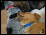 Puppy Pile by Dakota-Spirit