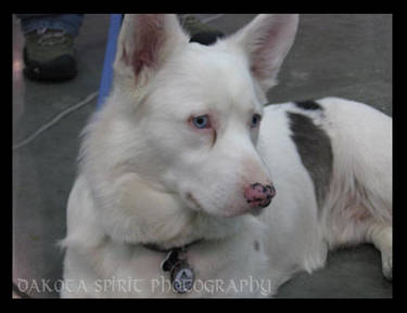 Cardigan Welsh Corgi