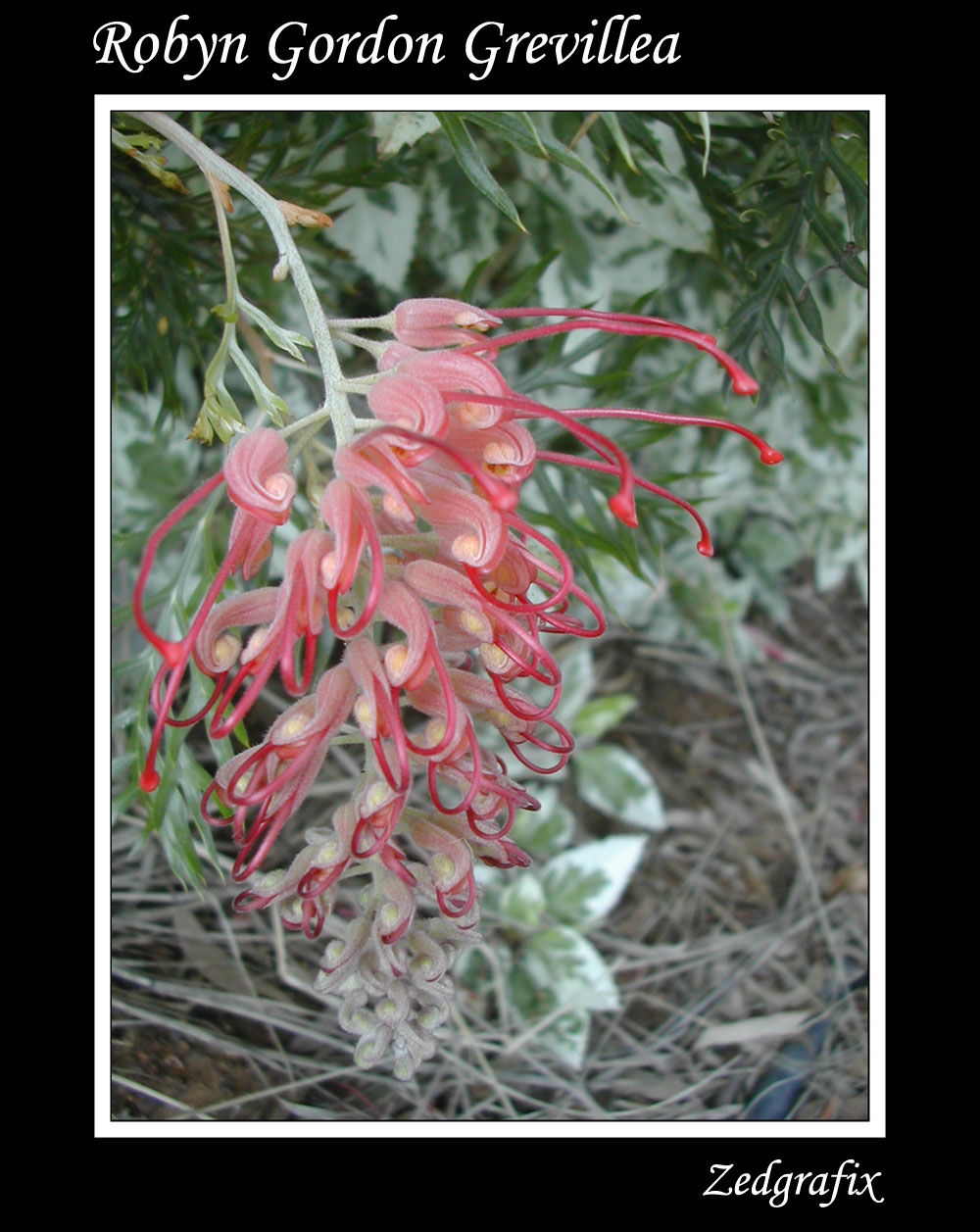 Native Grevillea Robyn Gordon