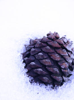 Pinecone