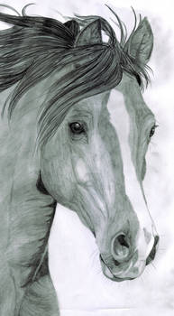 Traditional Horse